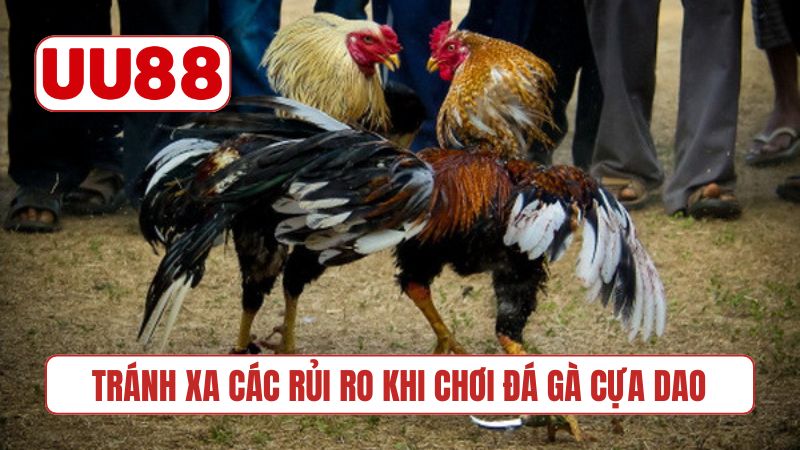 Tránh xa các rủi ro khi chơi đá gà cựa dao